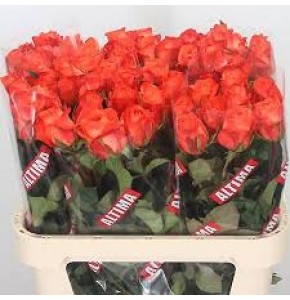 ΤΡΙΑΝΤΑΦΥΛΛΑ ΠΟΡΤΟΚΑΛΙ 40εκ. ROSEN  COPACABANA 40cm